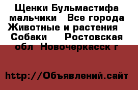 Щенки Бульмастифа мальчики - Все города Животные и растения » Собаки   . Ростовская обл.,Новочеркасск г.